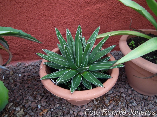 Agave viktoria regina